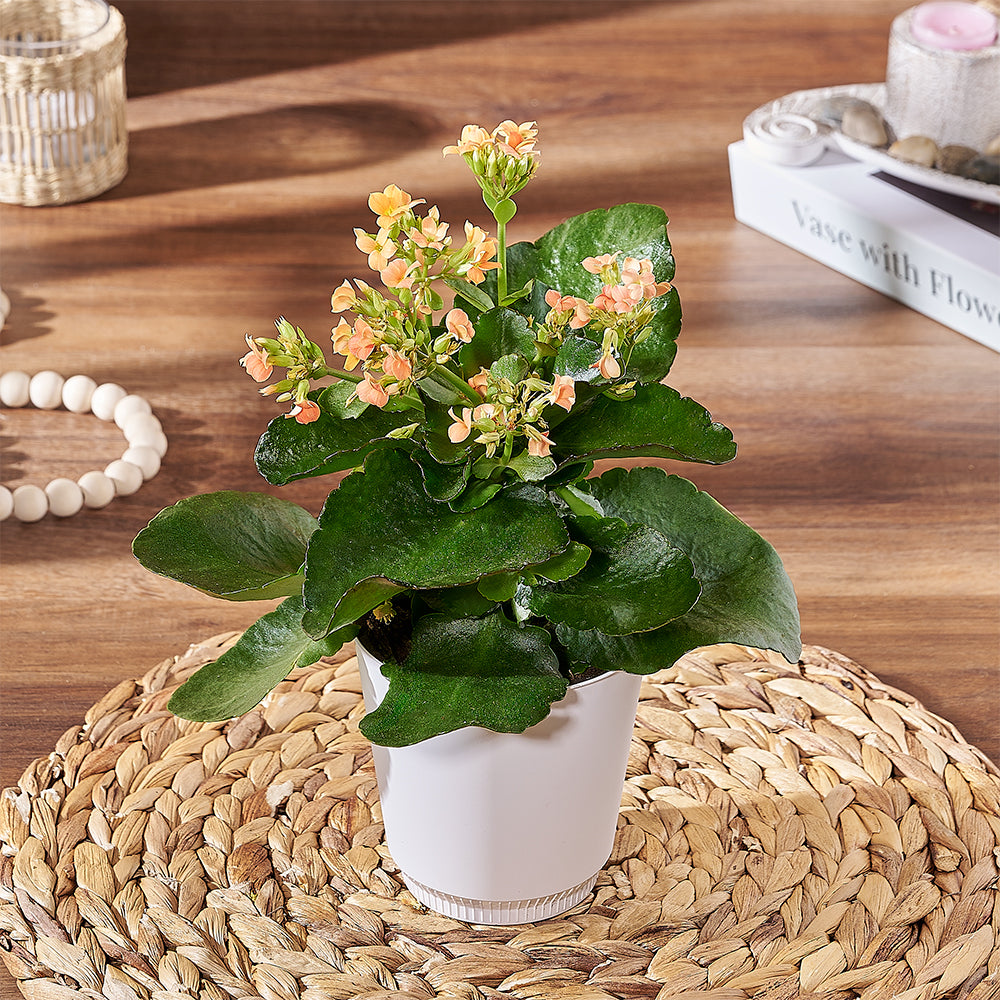 Potted Kalanchoe Plant Gift – how the gift is presented