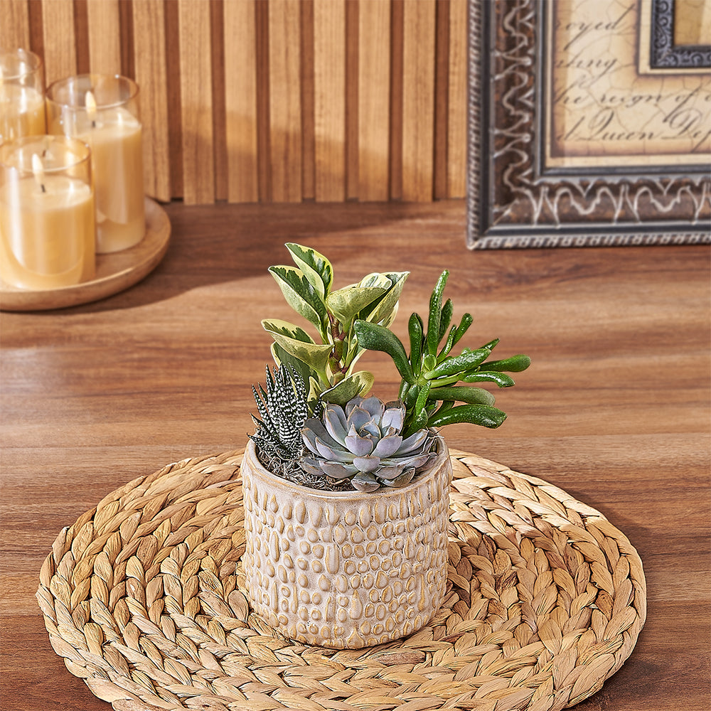 Assorted Succulent Planter Pot – how the gift is presented