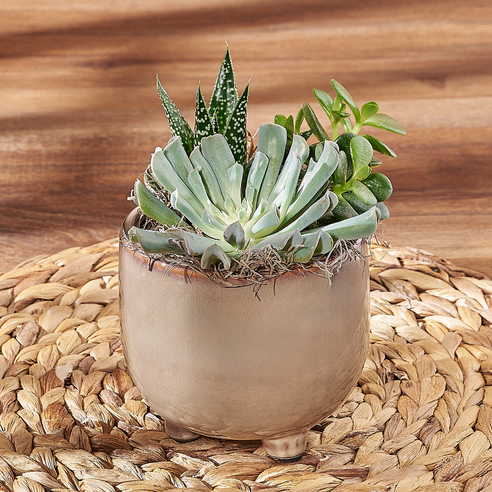 Desk-Perfect Succulent Trio Potted Plant – how the gift is presented