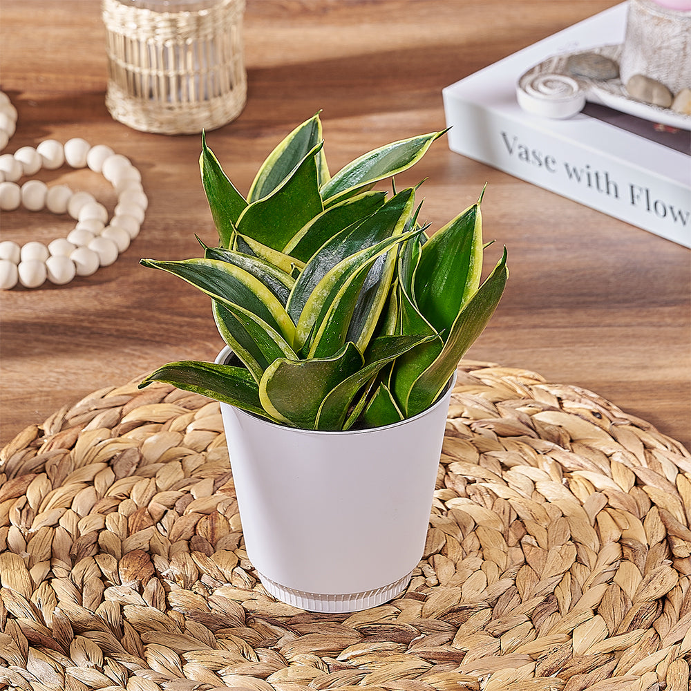 Sansevieria Plant, plant gift, plant, succulent gift, succulent, Vancouver delivery