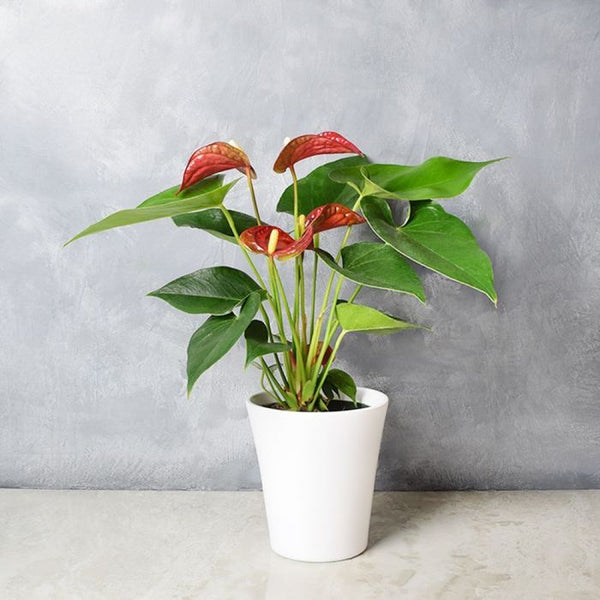 Potted Anthurium Plant Vancouver Baskets Vancouver Delivery.