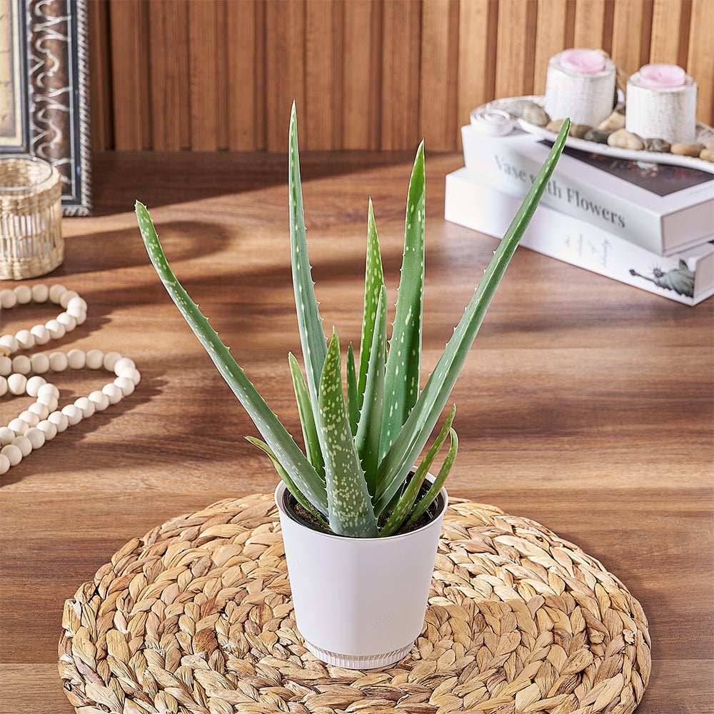 Aloe Vera Plant in White Pot – how the gift is presented