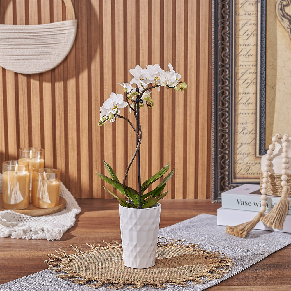 White Mini Phalaenopsis Orchid Plant – how the gift is presented