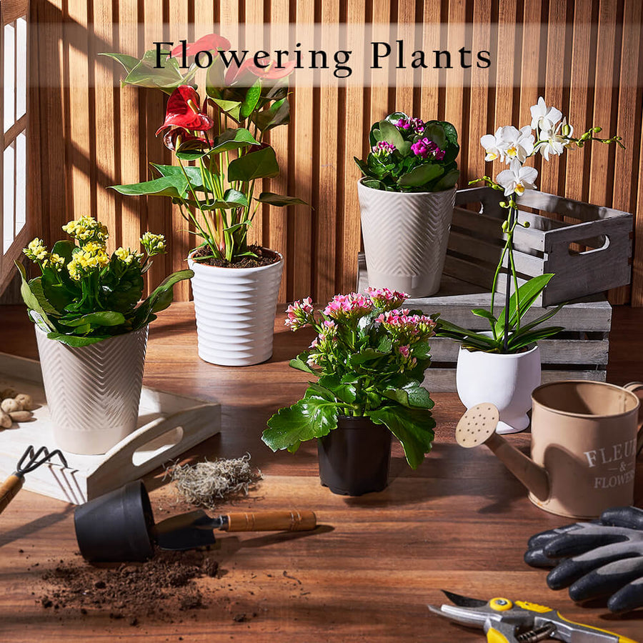 Flowering Plants from Vancouver Baskets - Vancouver Delivery