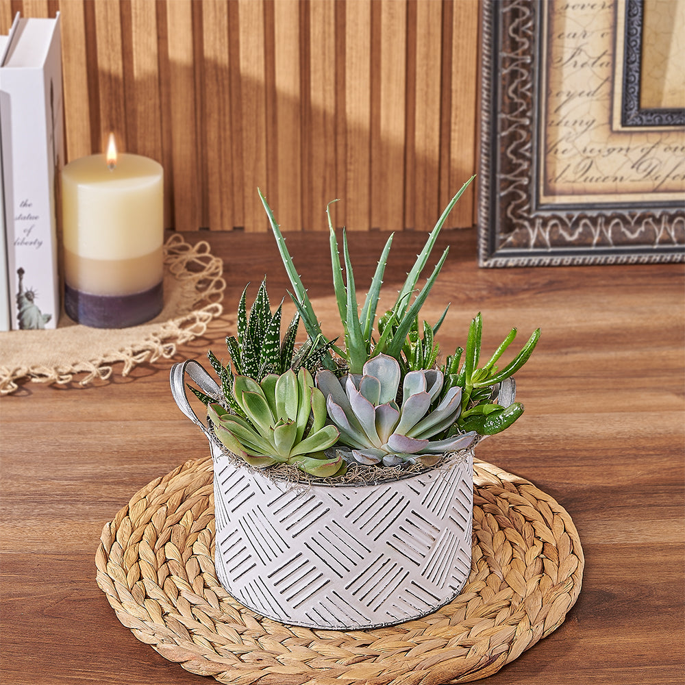 Large Succulent Plant in Decorative Planter – how the gift is presented