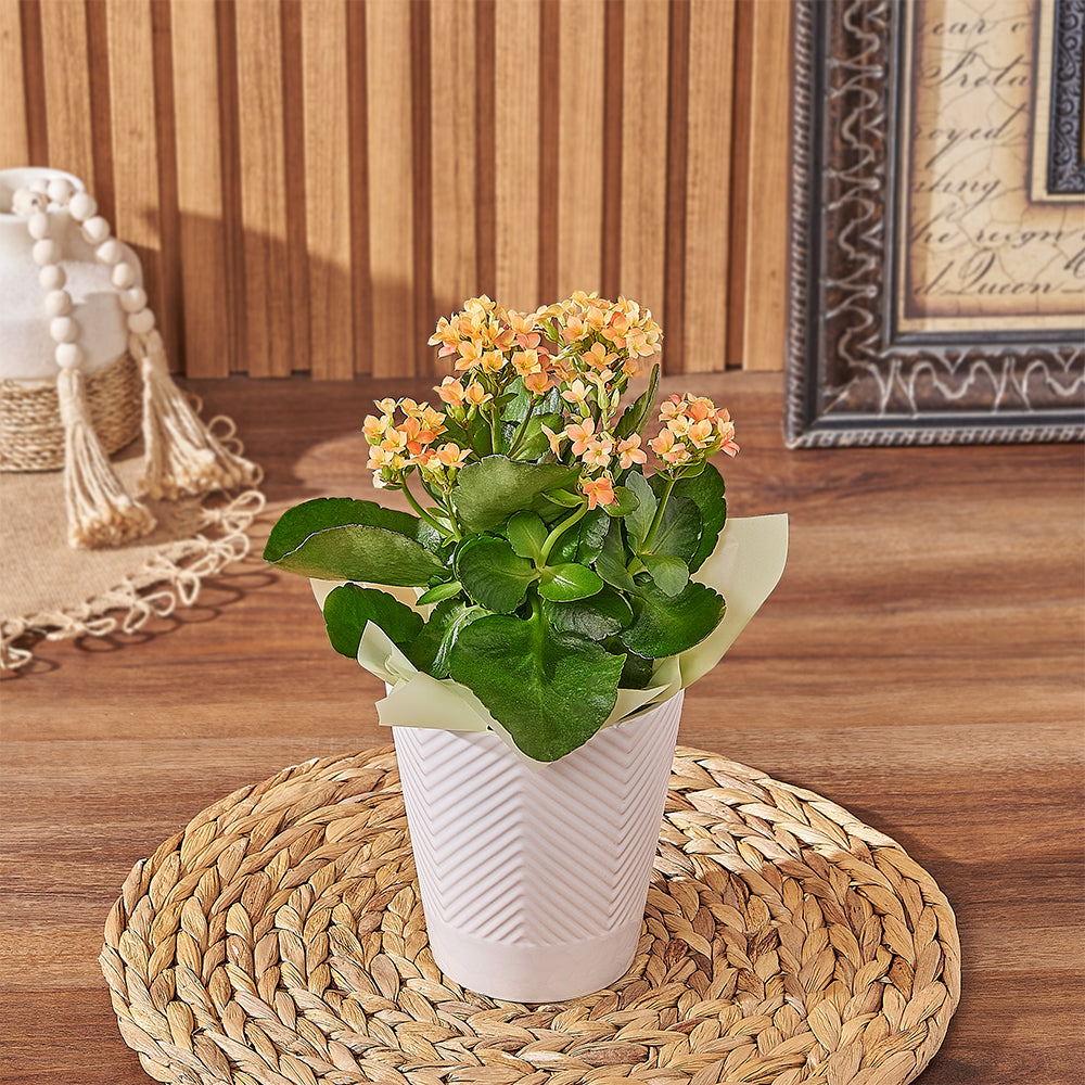 Assorted Kalanchoe Plant in Planter Pot – how the gift is presented