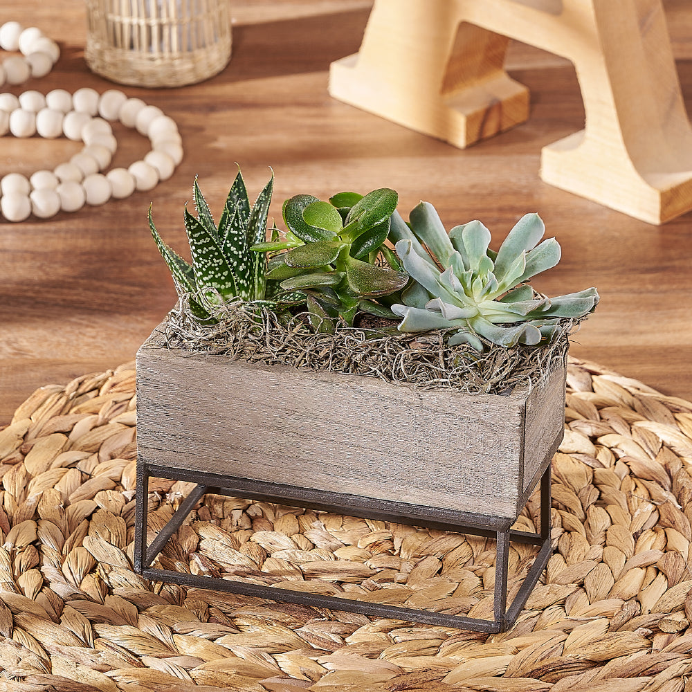 Indoor Succulent Rectangular Planter – how the gift is presented