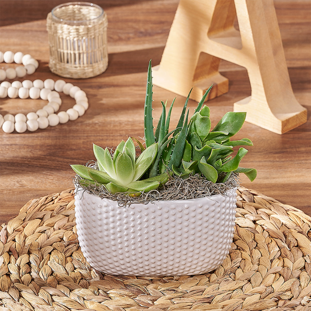 Three Succulent Plant Arrangement – how the gift is presented