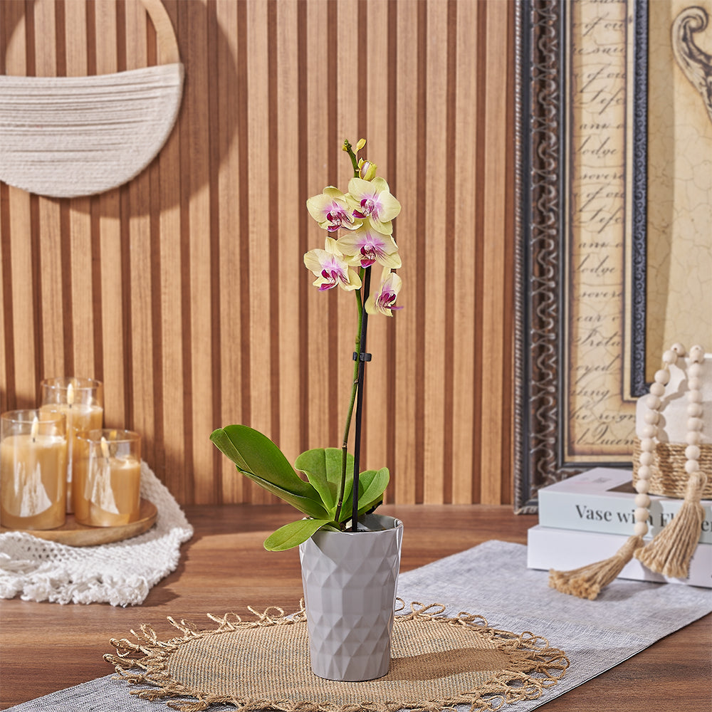 Ceramic Pot Yellow Orchid – how the gift is presented
