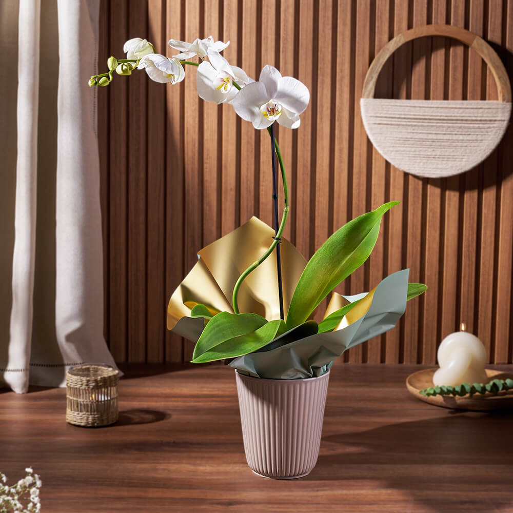 Ceramic Pot White Orchid – how the gift is presented