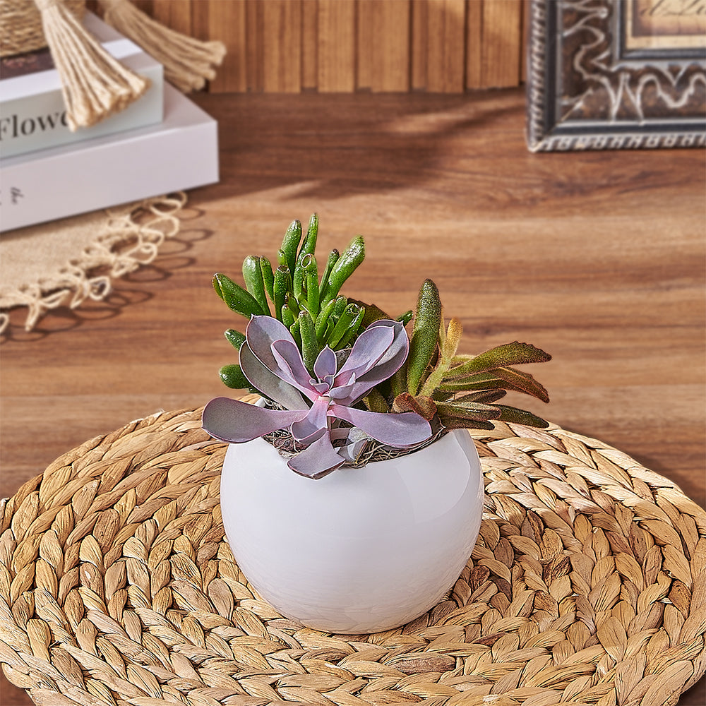 Assorted Succulent Plants in Round Planter – how the gift is presented