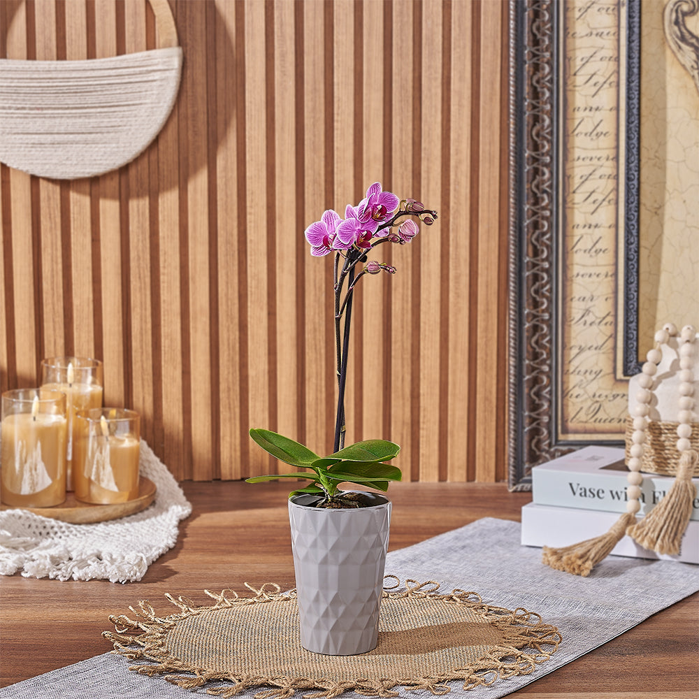 Delicate Pink Phalaenopsis Orchid in Mini Ceramic Planter – how the gift is presented