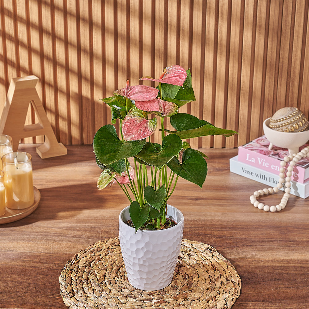 Elegant Pink Anthurium Indoor Potted Plant in White Textured Pot – how the gift is presented