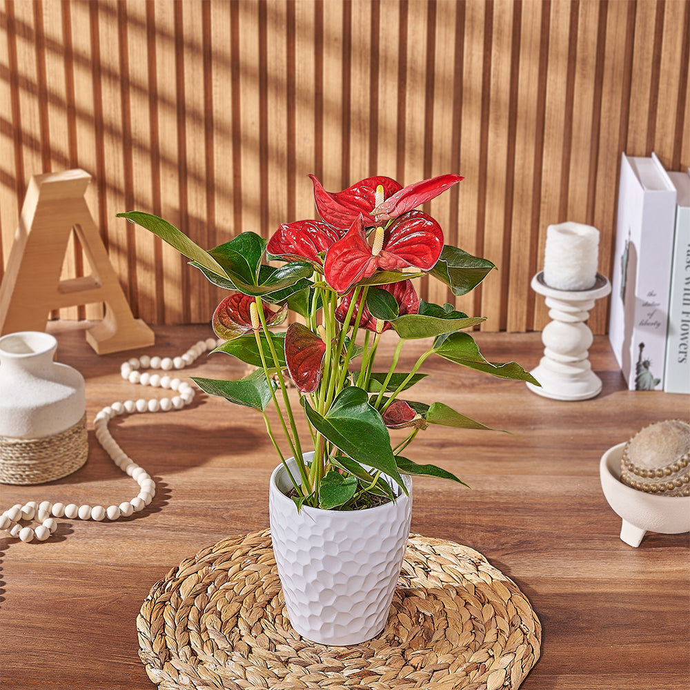 Elegant Red Anthurium Potted Plant – how the gift is presented