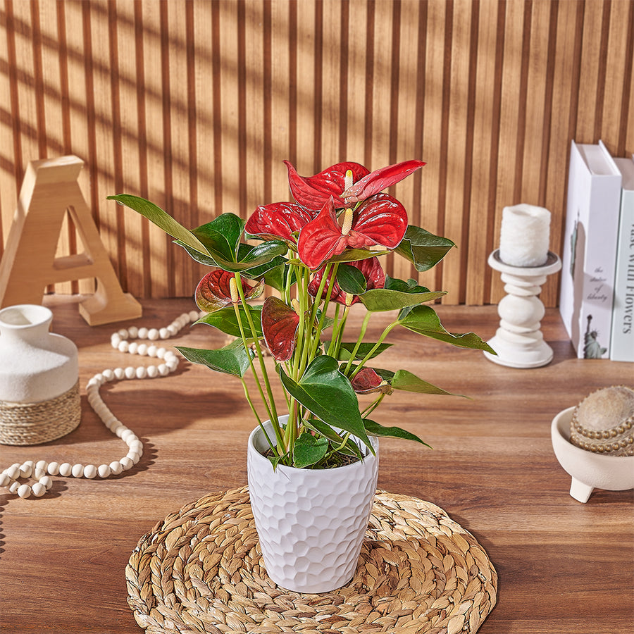 Potted Anthurium Plant, plant gift, plant, floral gift, floral, Vancouver delivery