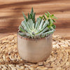 Potted Succulent Trio, plant gift, plant, succulent gift, succulent, Vancouver delivery