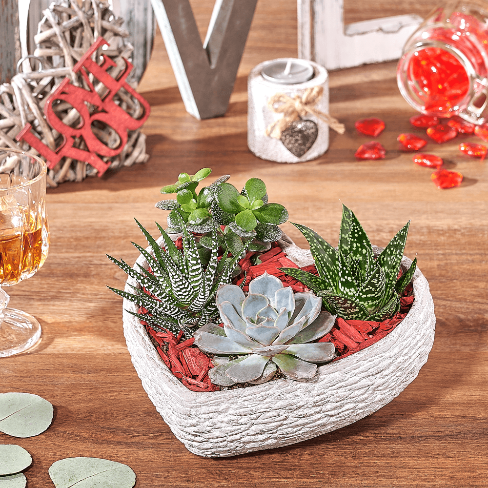 Low-Maintenance Succulent Rock Garden Planter – how the gift is presented