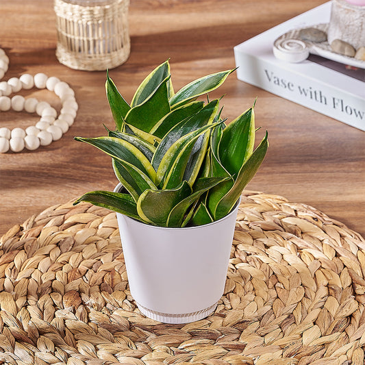 Sansevieria Plant, plant gift, plant, succulent gift, succulent, Vancouver delivery