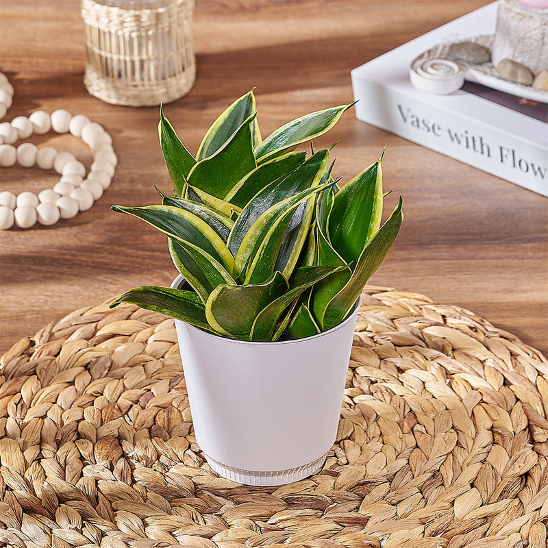 Sansevieria Plant, plant gift, plant, succulent gift, succulent, Vancouver delivery