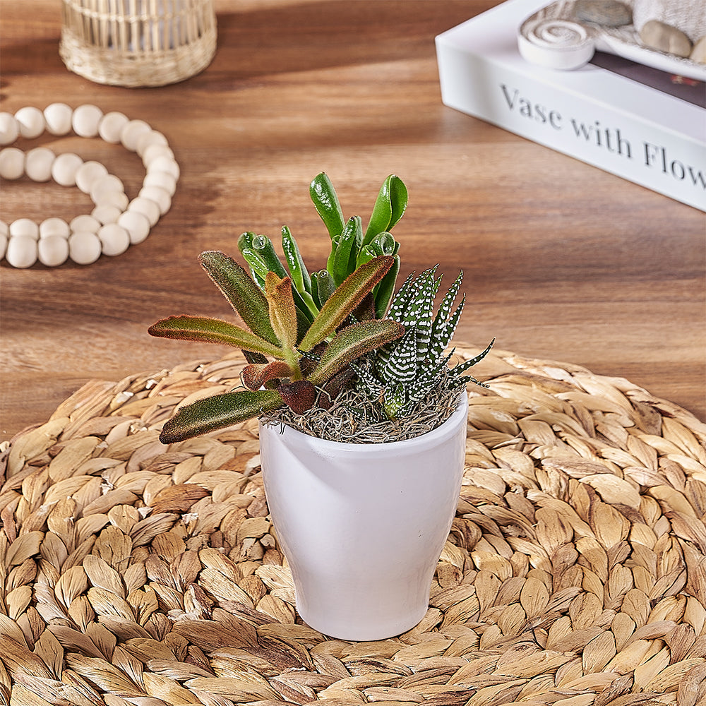 Three Succulents in Ceramic Planter – how the gift is presented