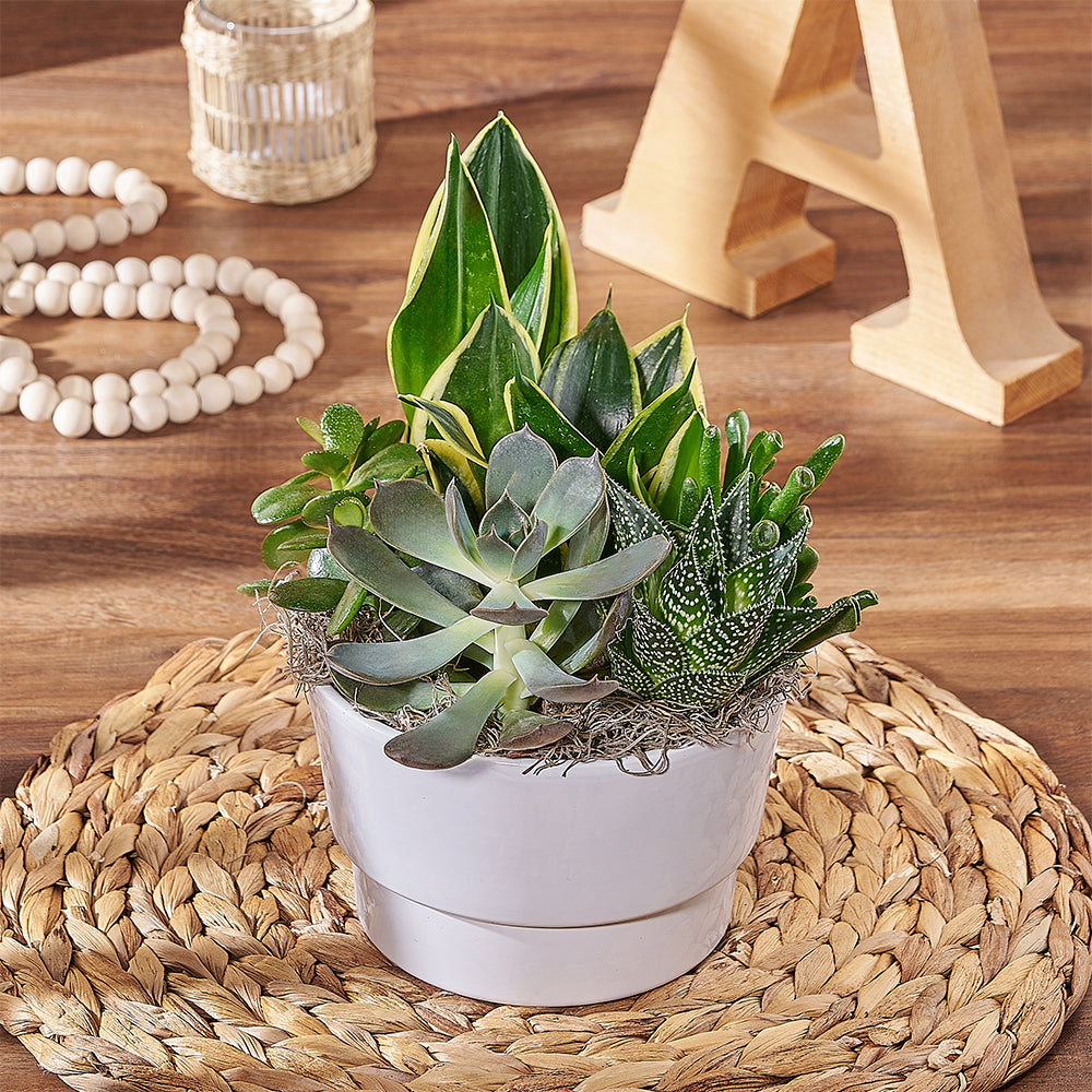 Round Succulent Garden Planter – how the gift is presented