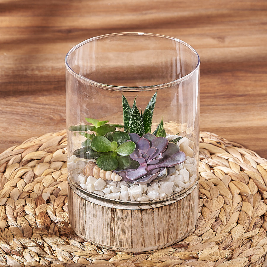 Succulent Garden Terrarium, plant gift, plant, succulent gift, succulent, Vancouver delivery