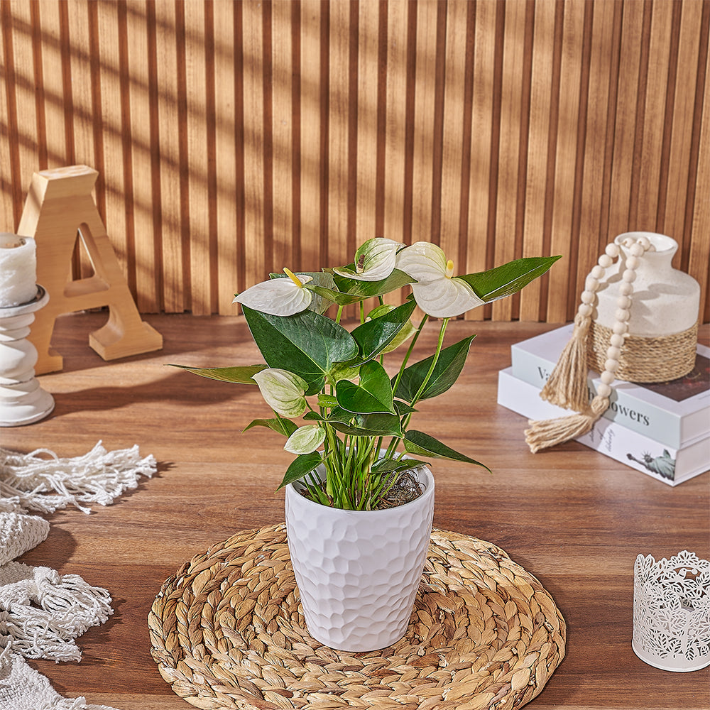 Elegant White Anthurium Plant in Textured White Pot – how the gift is presented