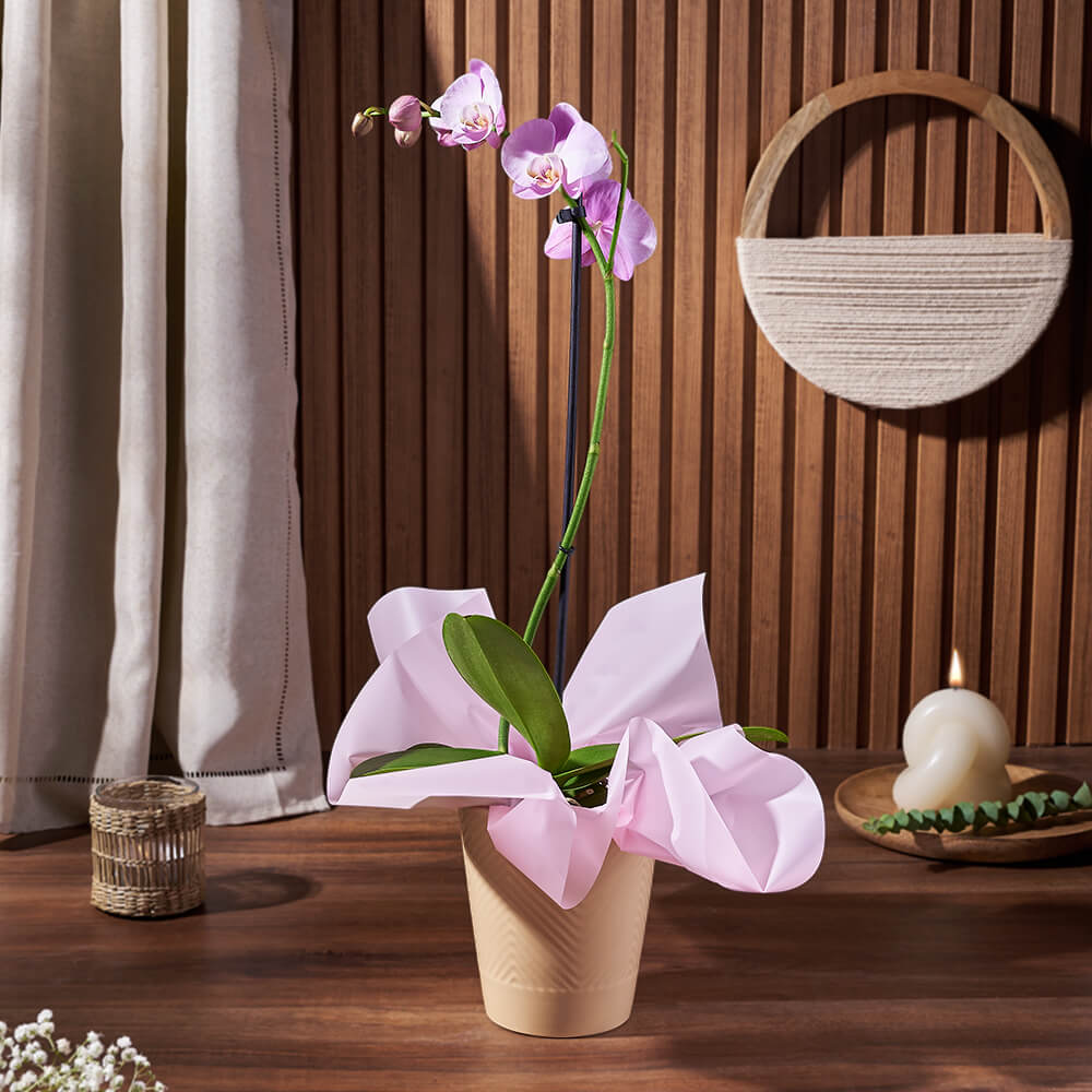 5-inch Purple Phalaenopsis Orchid Potted Plant – how the gift is presented