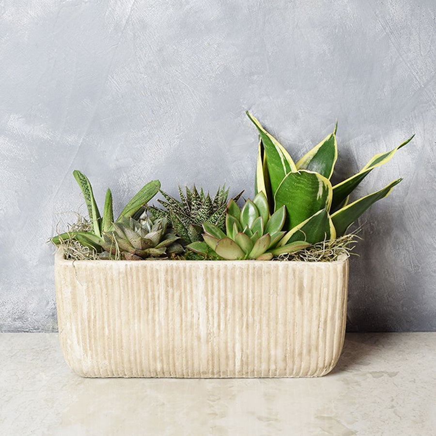 Indoor Succulent Garden from Vancouver Baskets - Vancouver Delivery 