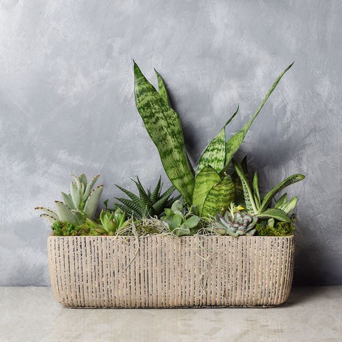 Little Oasis Succulent Garden from Vancouver Baskets - Vancouver Delivery