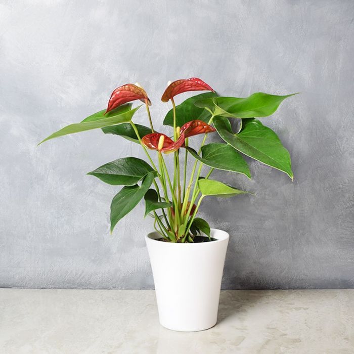 Potted Anthurium Plant from Vancouver Baskets - Plant Gift - Vancouver Delivery.