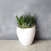 Potted Succulent Trio from Vancouver Baskets - Plant Gift - Vancouver Delivery.