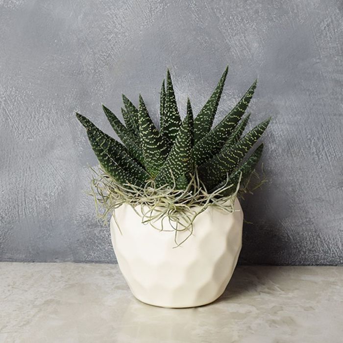 Potted Zebra Plant Succulent from Vancouver Baskets - Plant Gift - Vancouver Delivery.