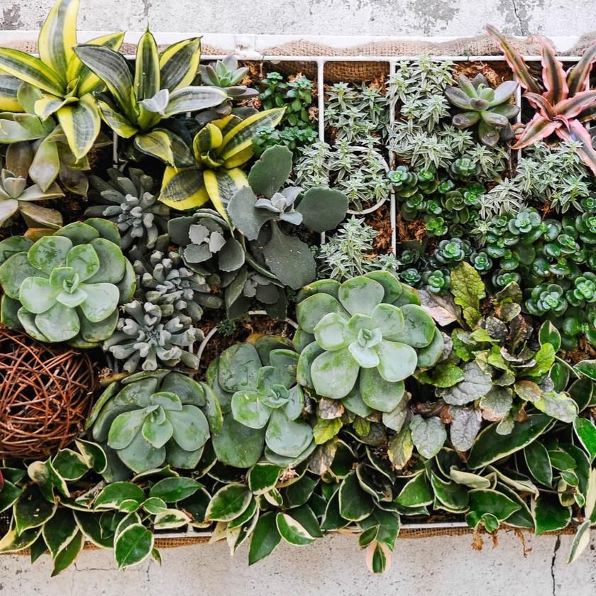 Succulents &amp; Cacti from Vancouver Baskets - Plant Subscription - Vancouver Delivery