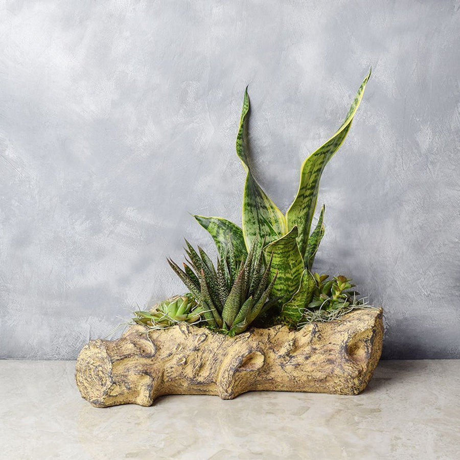 Succulent Log Garden from Vancouver Baskets - Vancouver Delivery