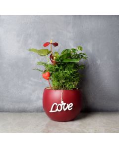 Potted Anthurium & Boston Fern, floral gift baskets, gift baskets, potted plant gift baskets
